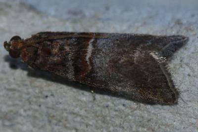 <i>Acrobasis advenella</i>