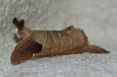 <i>Clostera curtula</i>