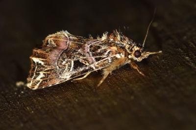 <i>Callopistria juventina</i>