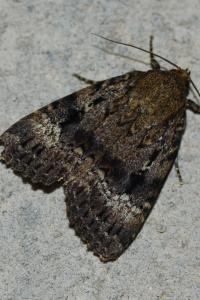<i>Amphipyra pyramidea</i>