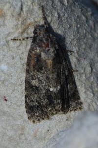 <i>Acronicta rumicis</i>