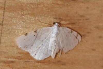 <i>Lomographa bimaculata</i>