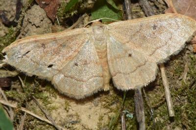 <i>Idaea rubraria</i>