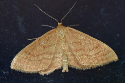 <i>Idaea ochrata</i>