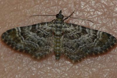 <i>Gymnoscelis rufifasciata</i>
