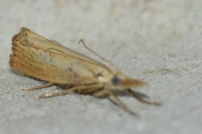 <i>Agriphila straminella</i>