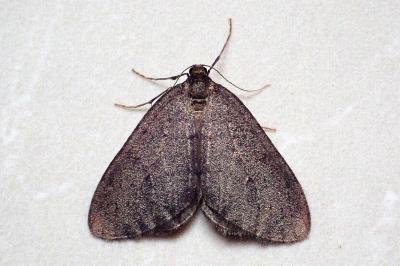 <i>Operophtera brumata</i>