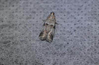 <i>Acrobasis fallouella/glaucella</i>