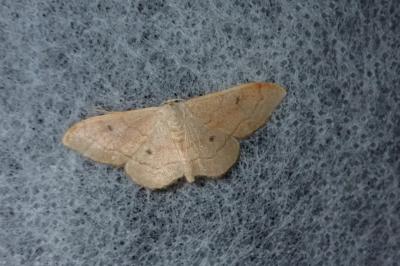 <i>Idaea rubraria</i>