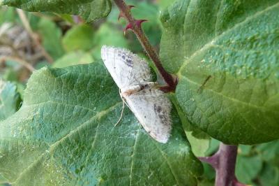 <i>Idaea dimidiata</i>