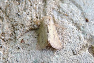 <i>Denticucullus pygmina</i>