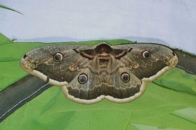 <i>Saturnia pyri</i>