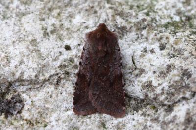 <i>Cerastis rubricosa</i>