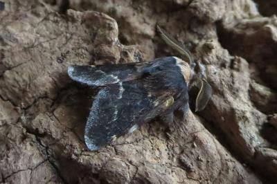 <i>Poecilocampa populi</i>