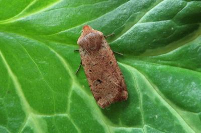 <i>Conistra erythrocephala</i>