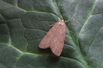 <i>Pachycnemia hippocastanaria</i>