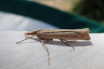 <i>Ancylolomia tentaculella</i>