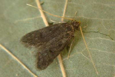 <i>Homaloxestis briantiella</i>