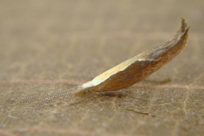 <i>Ypsolopha dentella</i>