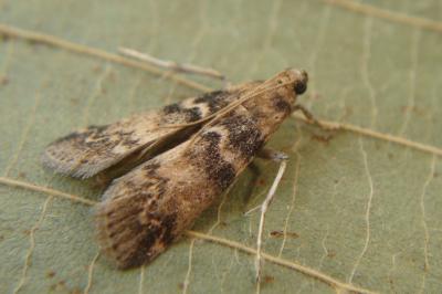 <i>Euzophera pinguis</i>