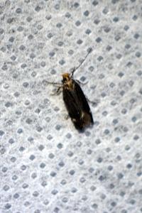 <i>Aroga velocella</i>