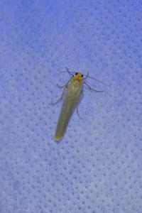 <i>Eilema caniola</i>