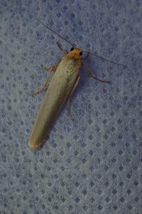 <i>Eilema caniola</i>