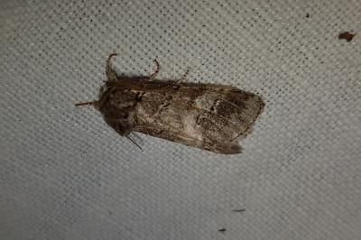 <i>Drymonia querna</i>