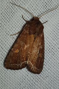 <i>Lacanobia oleracea</i>