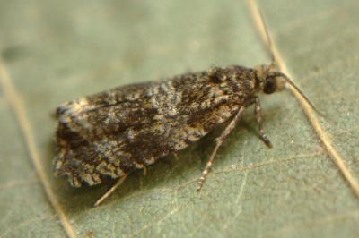 <i>Celypha lacunana</i>