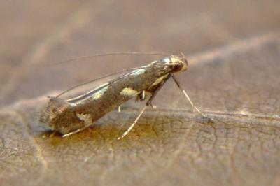<i>Calybites phasianipennella</i>