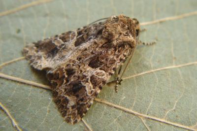 <i>Hadena bicruris</i>