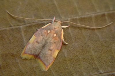 <i>Carcina quercana</i>