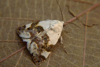 <i>Acontia lucida</i>