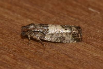 <i>Spilonota ocellana</i>