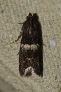 <i>Elegia similella</i>