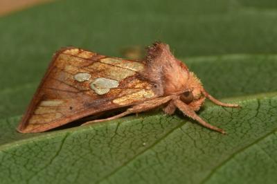 <i>Plusia festucae</i>
