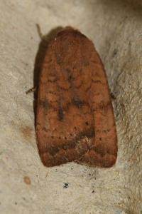<i>Noctua interjecta</i>