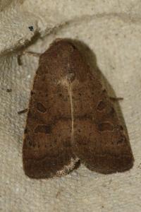 <i>Hoplodrina octogenaria</i>