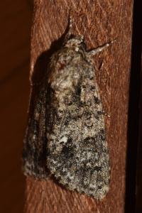 <i>Acronicta rumicis</i>