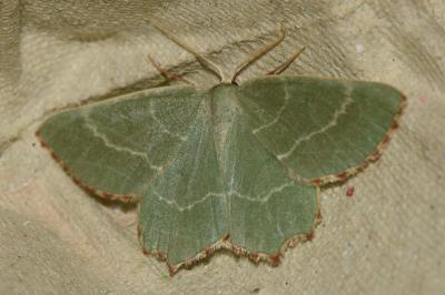 <i>Thalera fimbrialis</i>