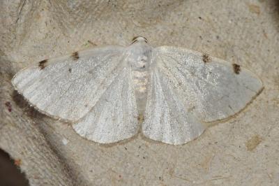 <i>Lomographa bimaculata</i>