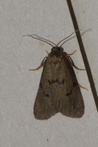 <i>Apaidia mesogona</i>