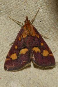 <i>Pyrausta purpuralis</i>