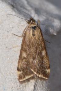 <i>Loxostege sticticalis</i>