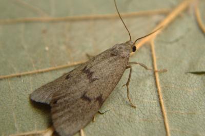 <i>Apaidia mesogona</i>