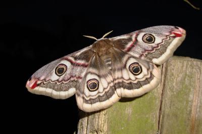 <i>Saturnia pavonia</i>
