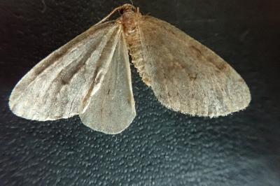 <i>Operophtera brumata</i>