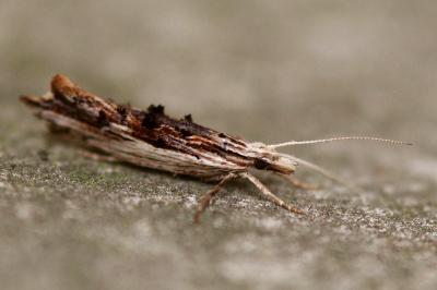 <i>Ypsolopha scabrella</i>