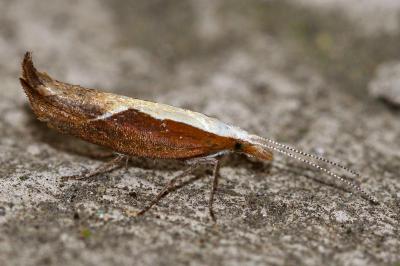 <i>Ypsolopha dentella</i>
